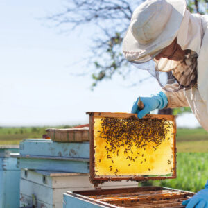 aricilikta super gida donemi EHQlOh14