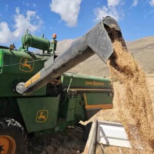 bitliste bugday hasadi basladi XJtMc89j