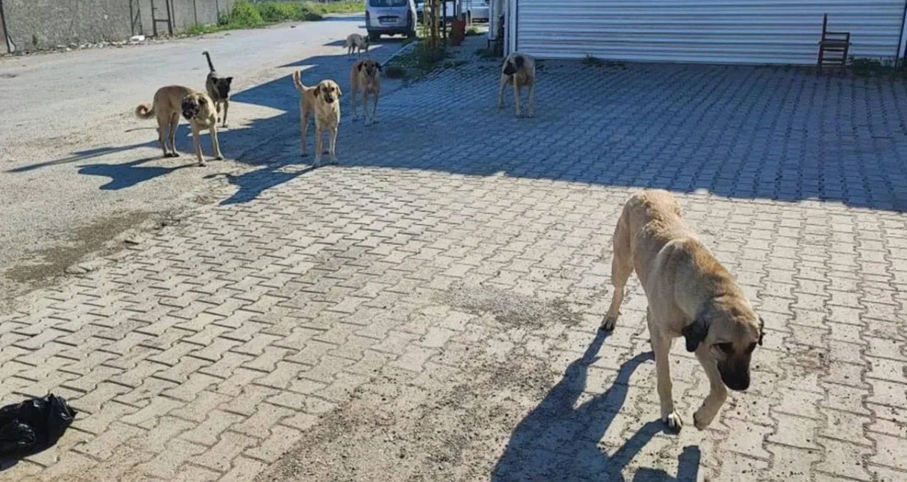 komsusunun kopegini silahla olduren zanli tutuklandi EI9JM3hU