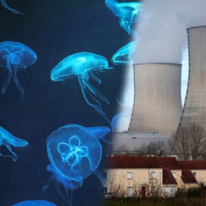 nukleer santralde denizanasi alarmi reaktorler durduruldu XnLKFUvD