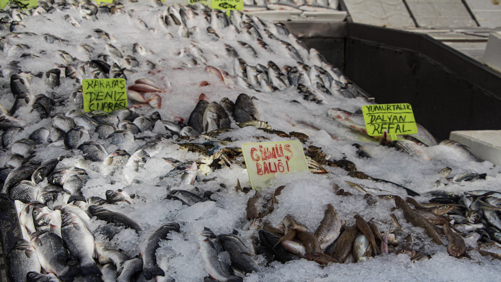 av yasagi bitti tezgahlar doldu balikta bolluk yasandi fiyatlar yariya indi Q3ReB23v