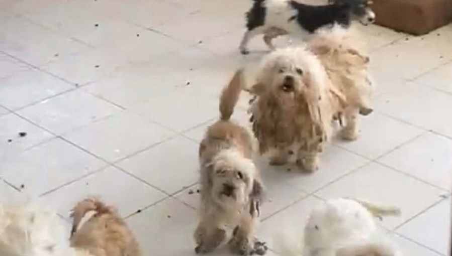 ayni evde 20 kopek 830 bin tl ceza kesildi WNkhBPiT