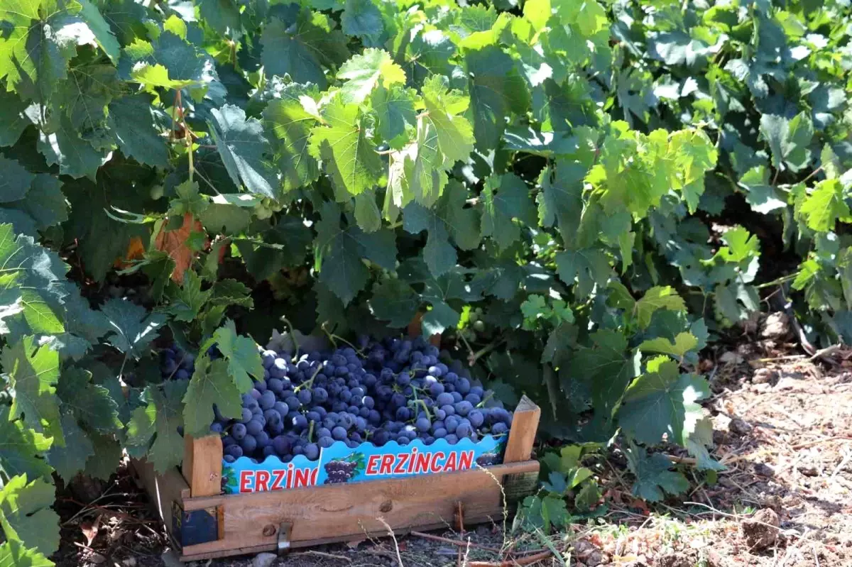 zirai don icin destek odemesi 7zwjk1Sr