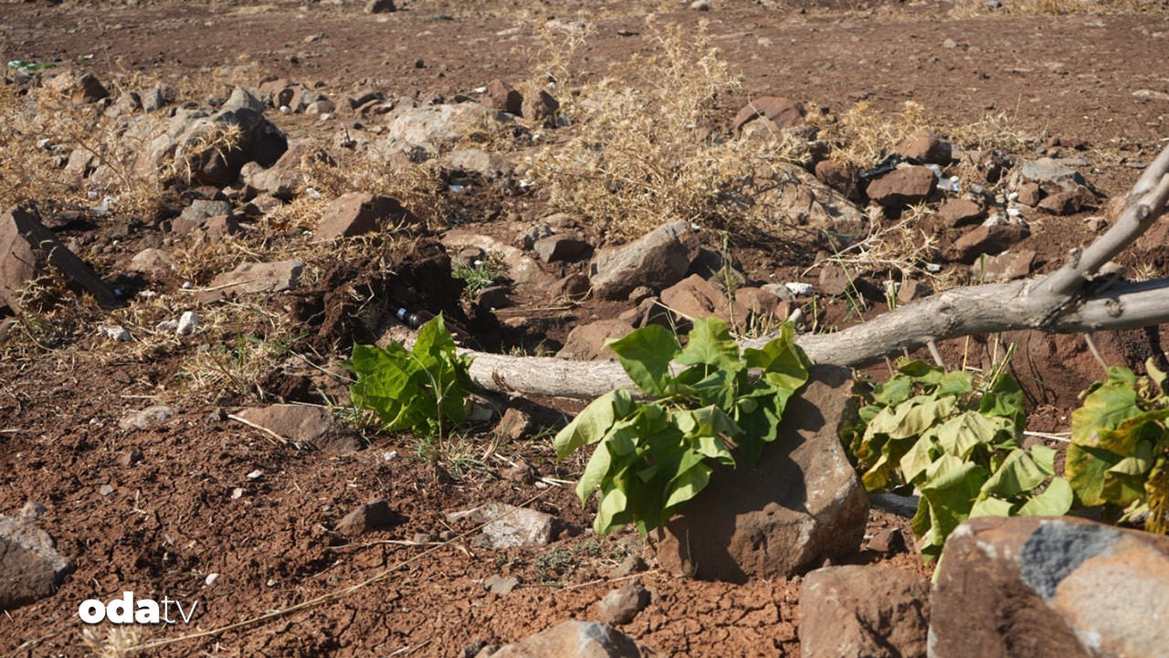 diyarbakirda agac kiyimi kh2Q2Tbv.jpg