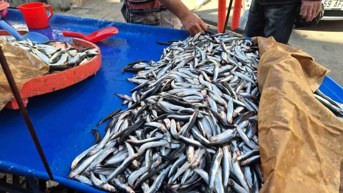 suleymanpasada hamsi ve sardalya fiyatlari dususte 3QUdRhgO.jpg