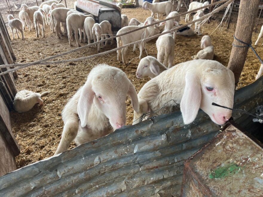 Kurbanlık Alımında Fiyat Artışları Gözlemleniyor