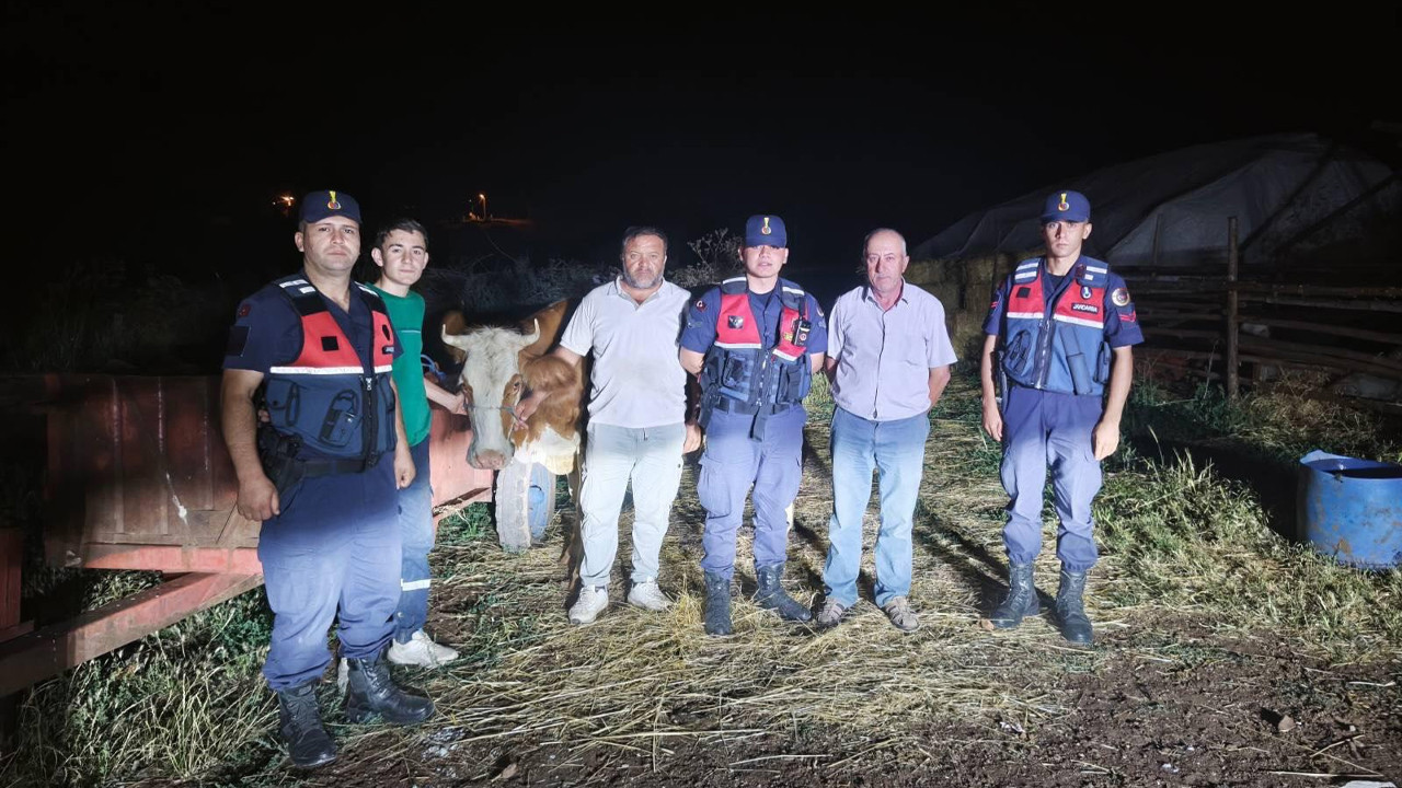 Bilecik’te jandarmadan kayıp büyükbaş hayvan mesaisi Bilecikte jandarmadan kayip buyukbas hayvan mesaisi MAe2ExUG