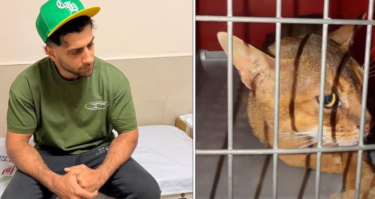 Kedi sevmek isterken hastanelik oldu: Reynmen yaşadığı talihsiz olayı anlattı Haber gorseli