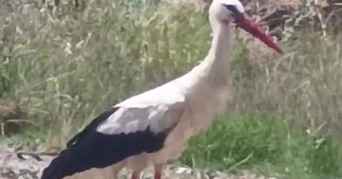 Keşan’ın da “Yaren”i olabilir! Img
